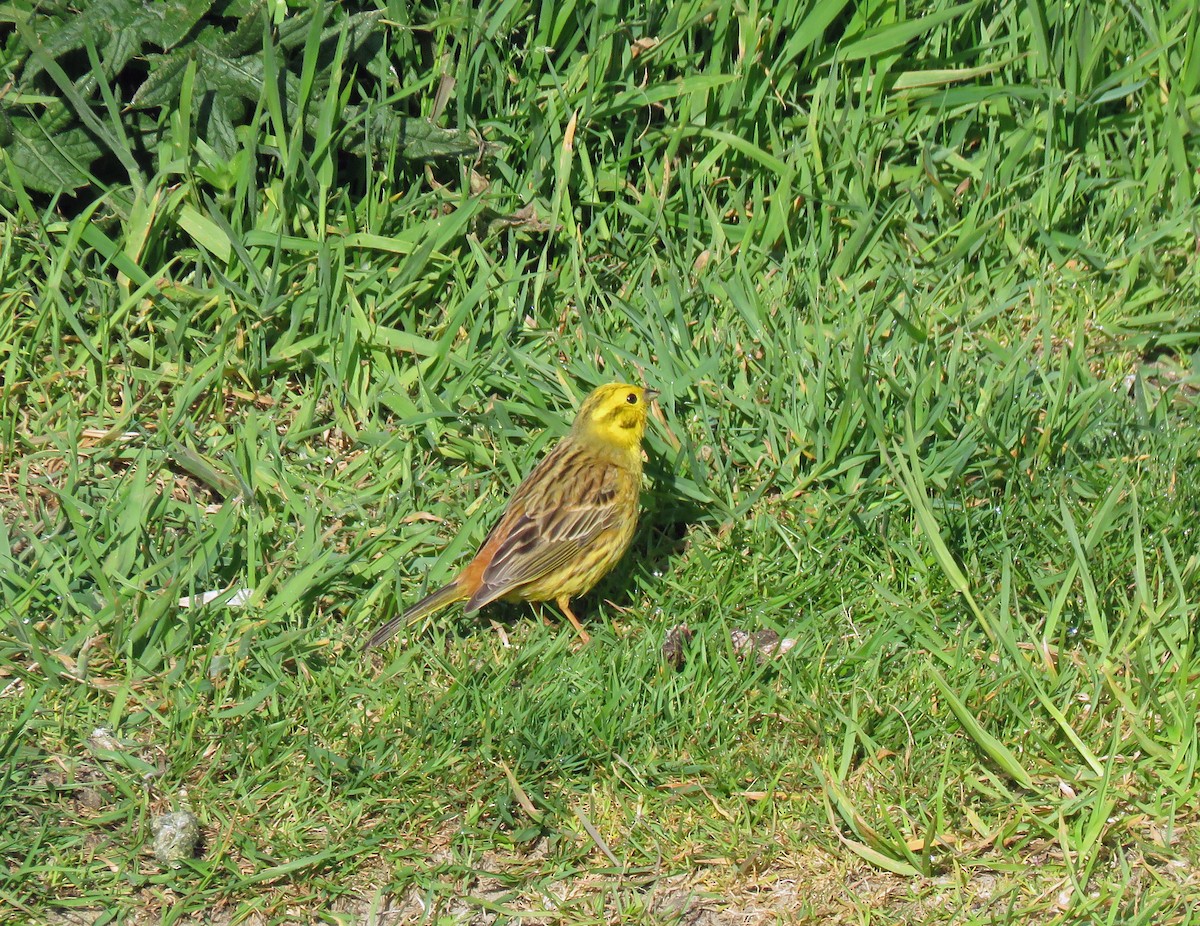 Yellowhammer - Roger Robb