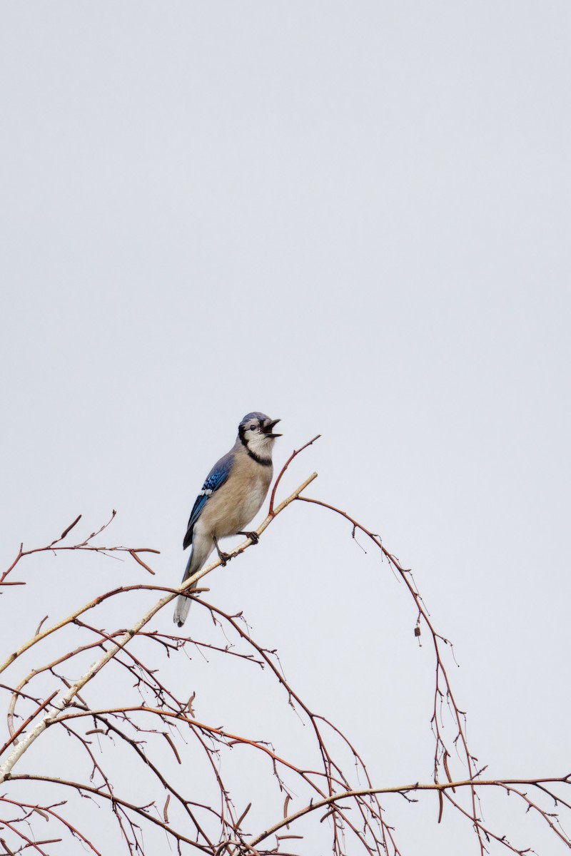 Blue Jay - ML538488651