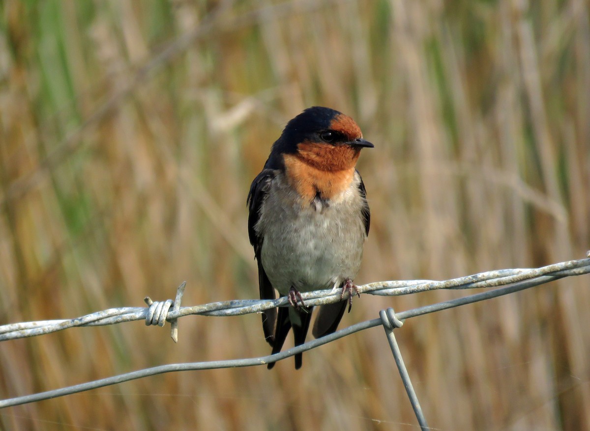 Golondrina Australiana - ML538488741