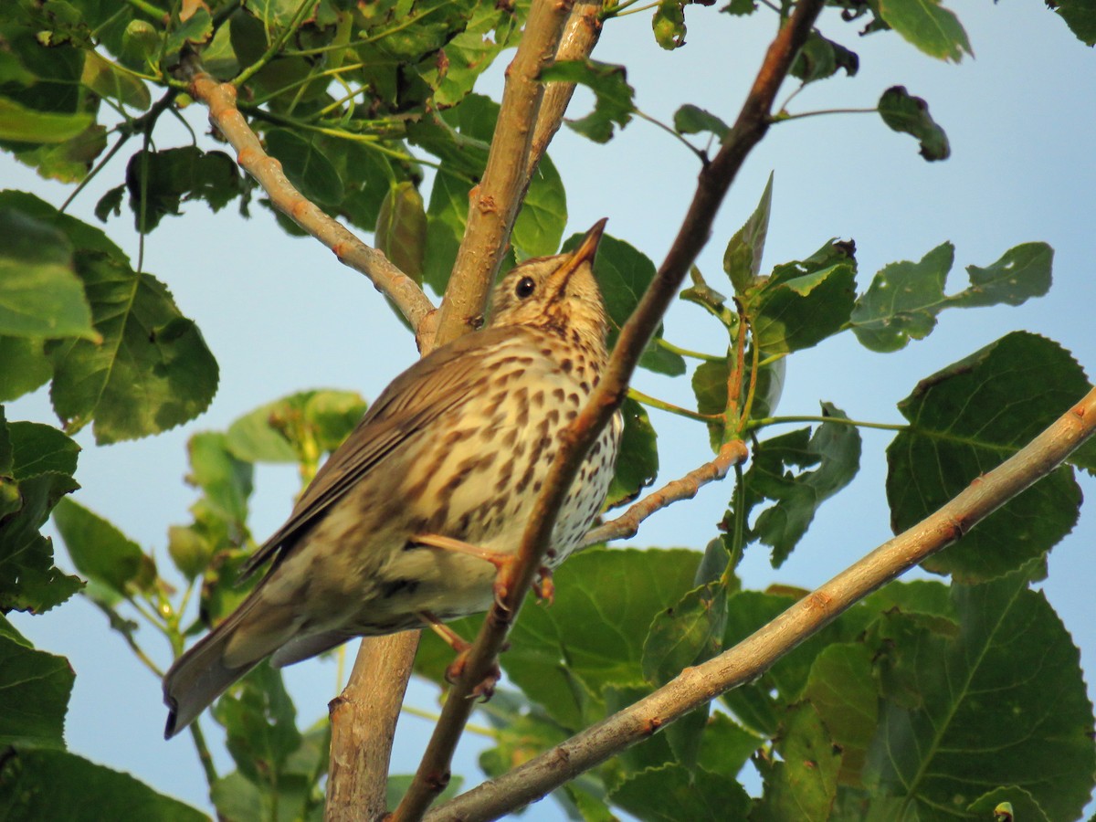 Song Thrush - ML538489051