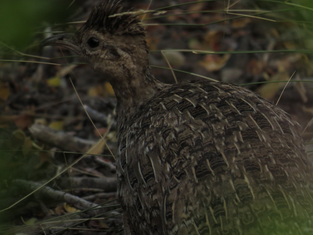 Chilean Tinamou - ML538489081