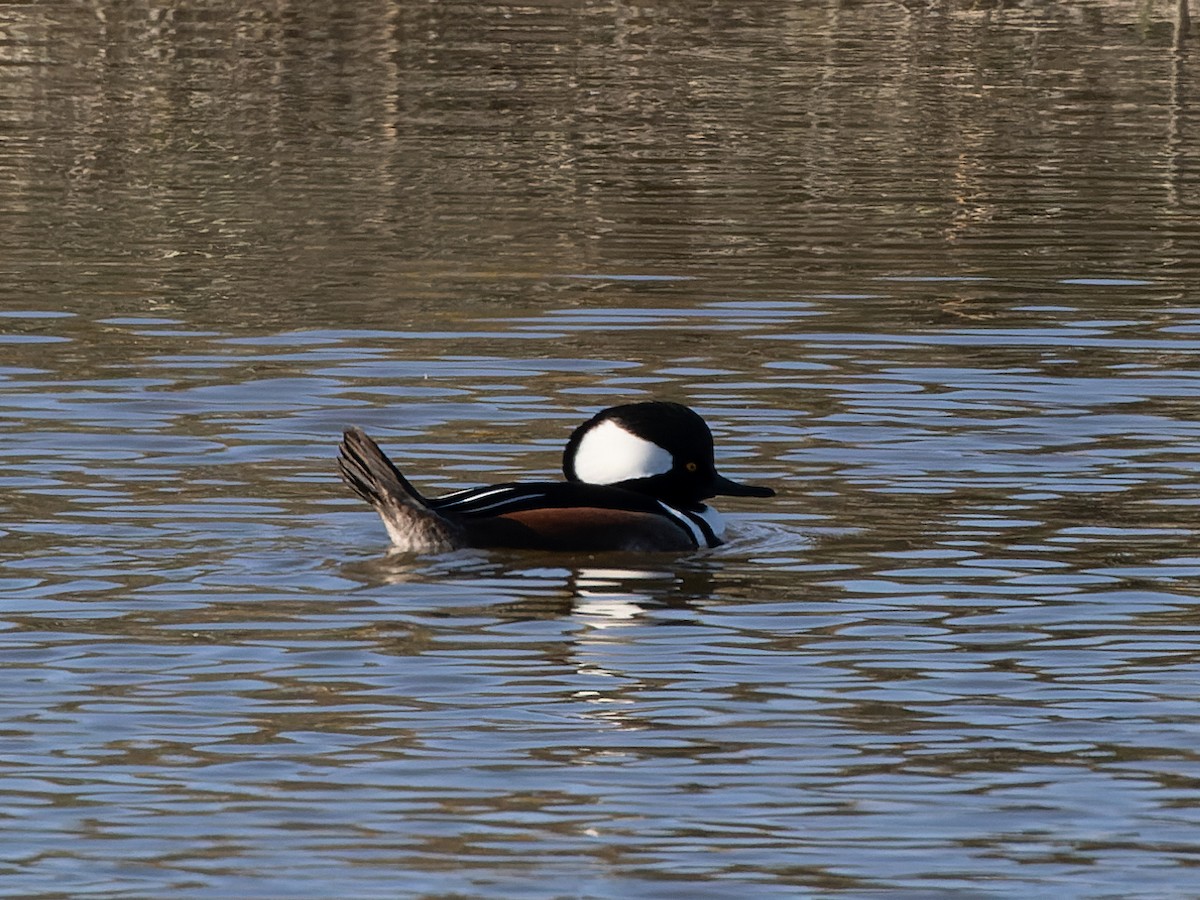 Hooded Merganser - James Flynn