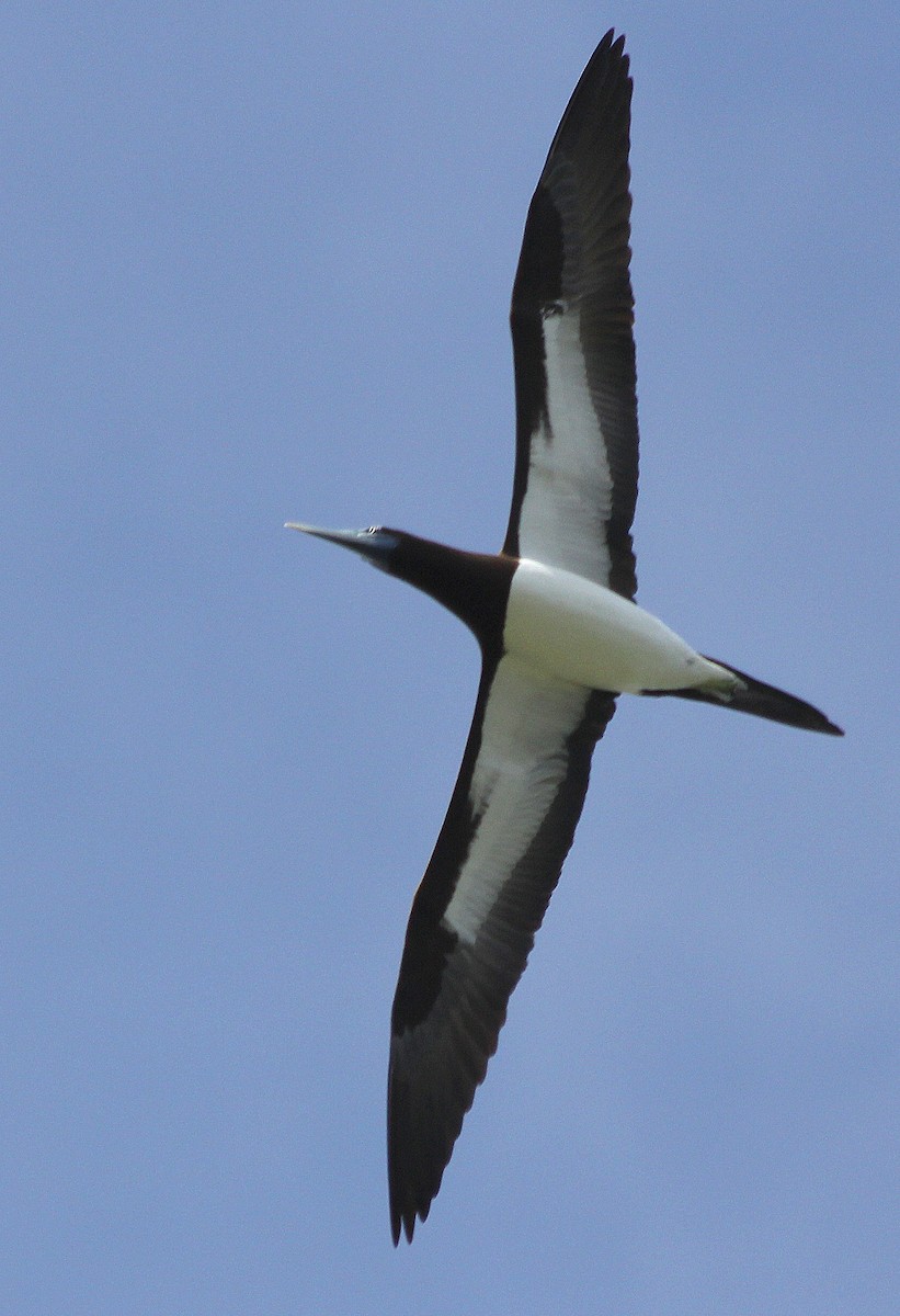 Brown Booby - ML538489611