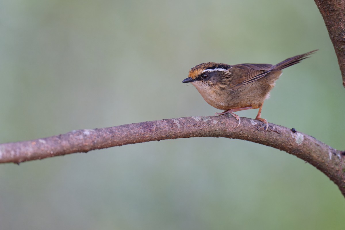 Rusty-capped Fulvetta - ML538490871