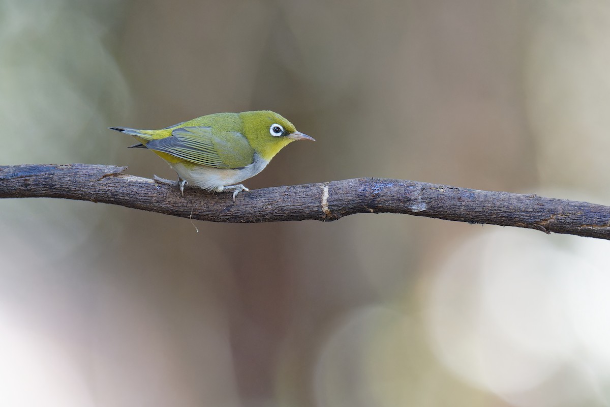 Chestnut-flanked White-eye - ML538490991