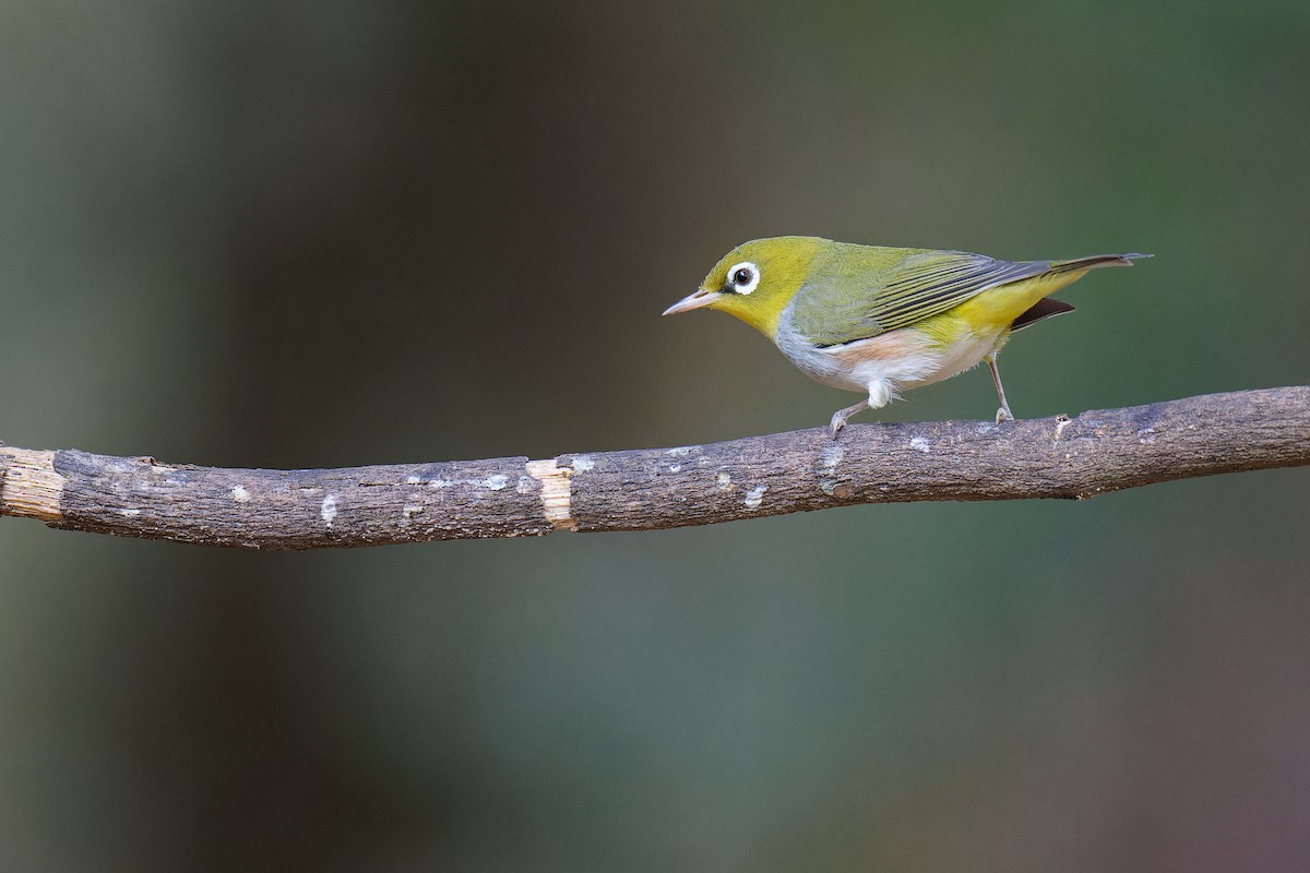 Chestnut-flanked White-eye - Vincent Wang