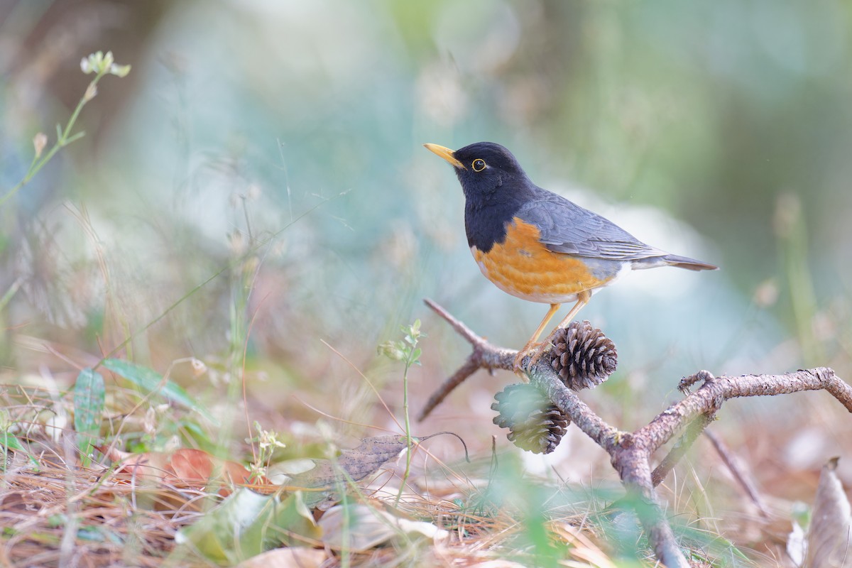 Black-breasted Thrush - ML538491191