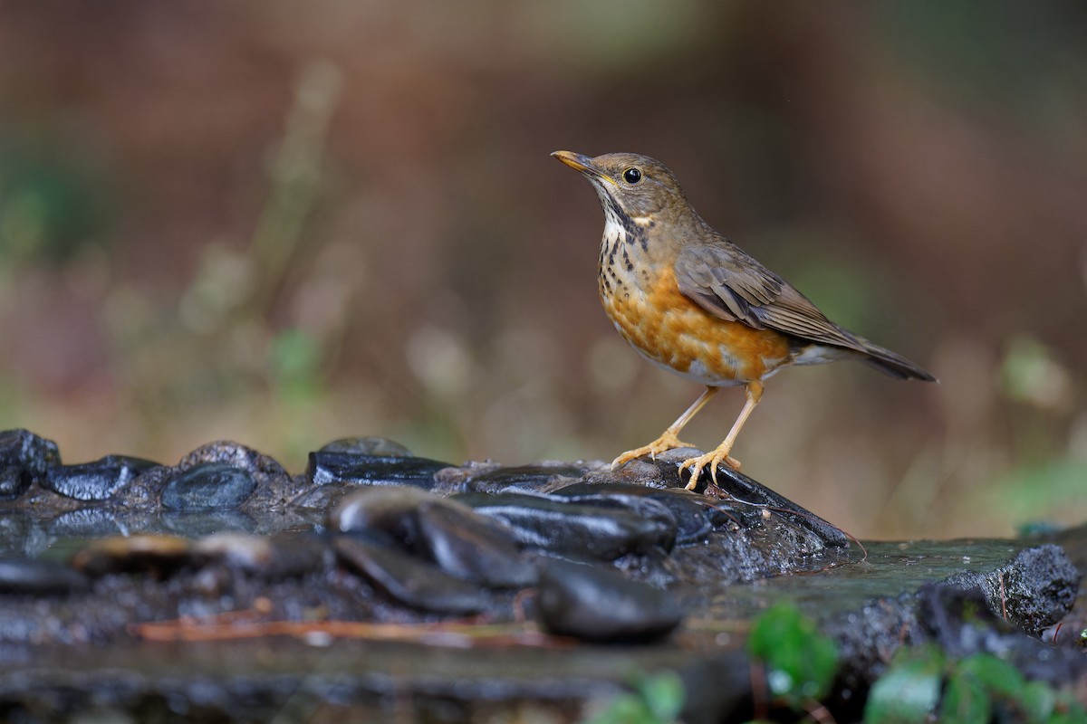 Black-breasted Thrush - ML538491201