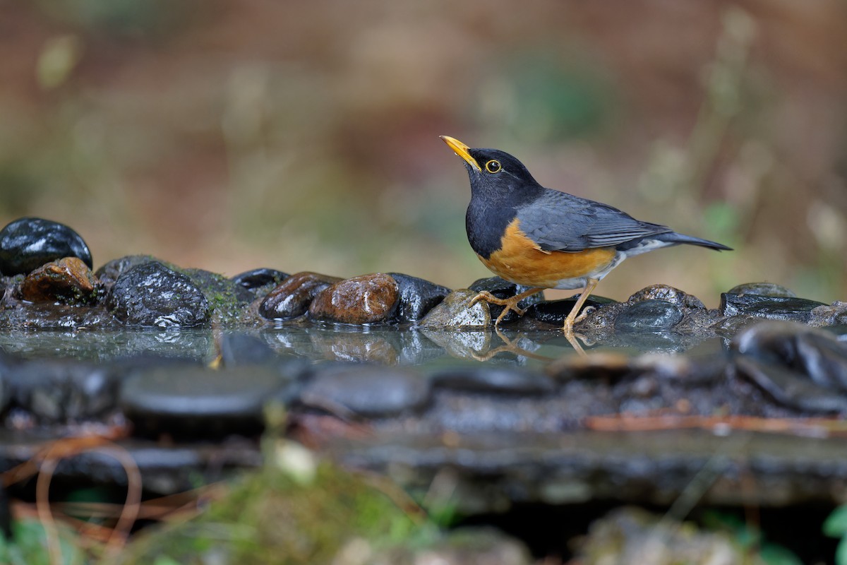 Black-breasted Thrush - ML538491211