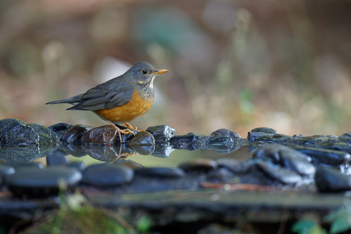 Black-breasted Thrush - ML538491221