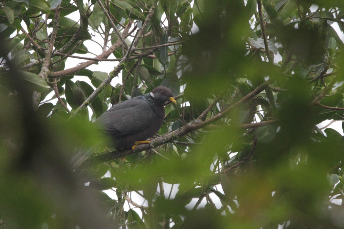 Band-tailed Pigeon (White-necked) - ML538491411
