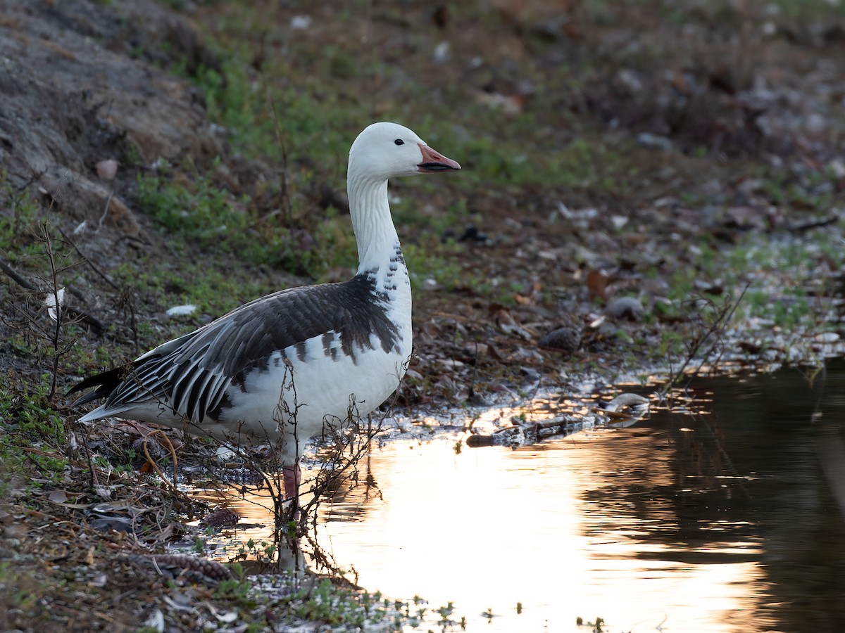 Snow Goose - ML538491591