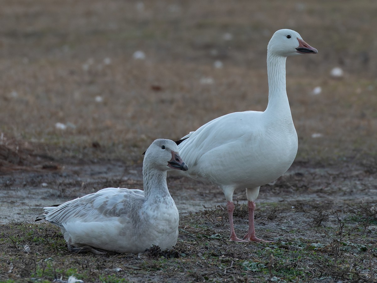 Snow Goose - James Flynn