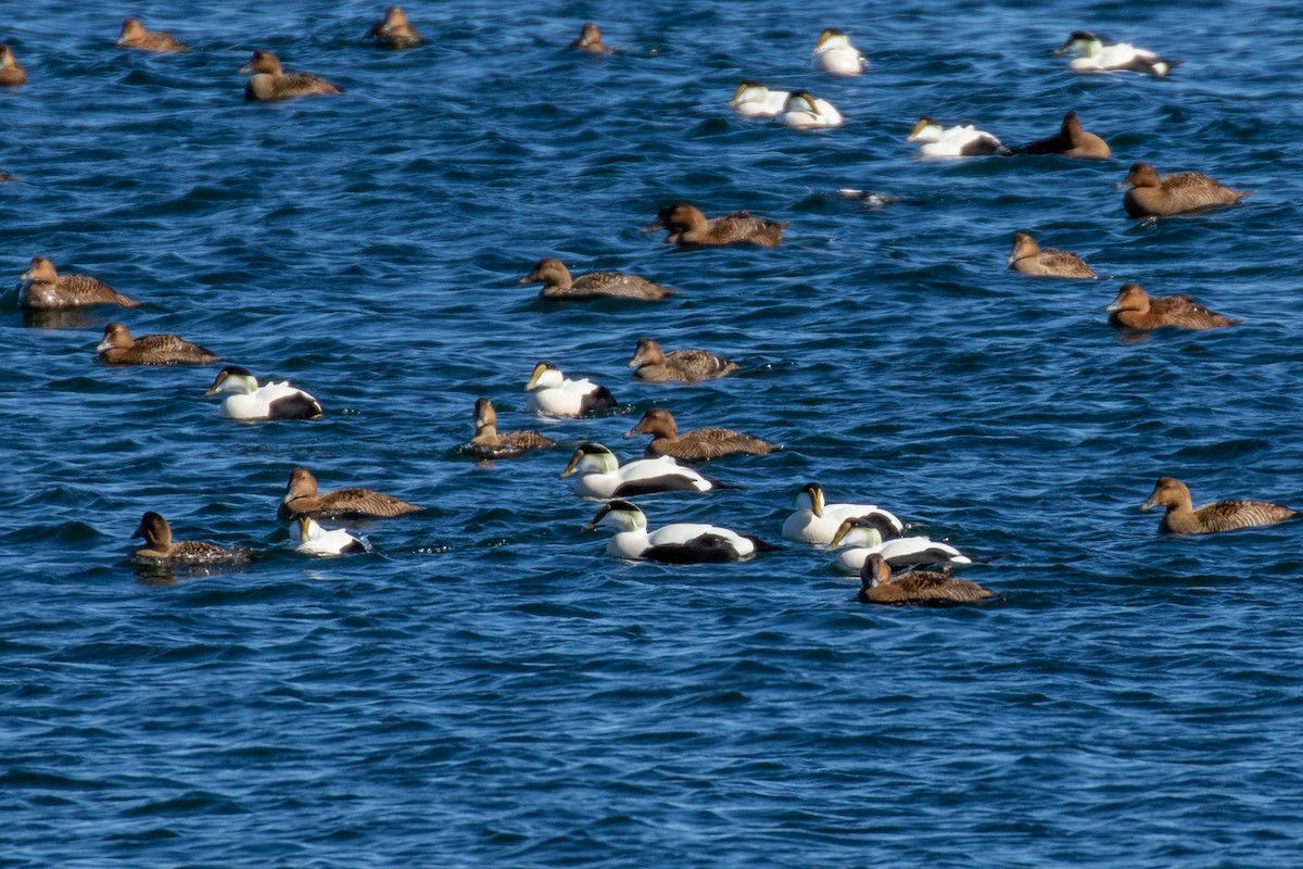 Common Eider (Dresser's) - ML538493261