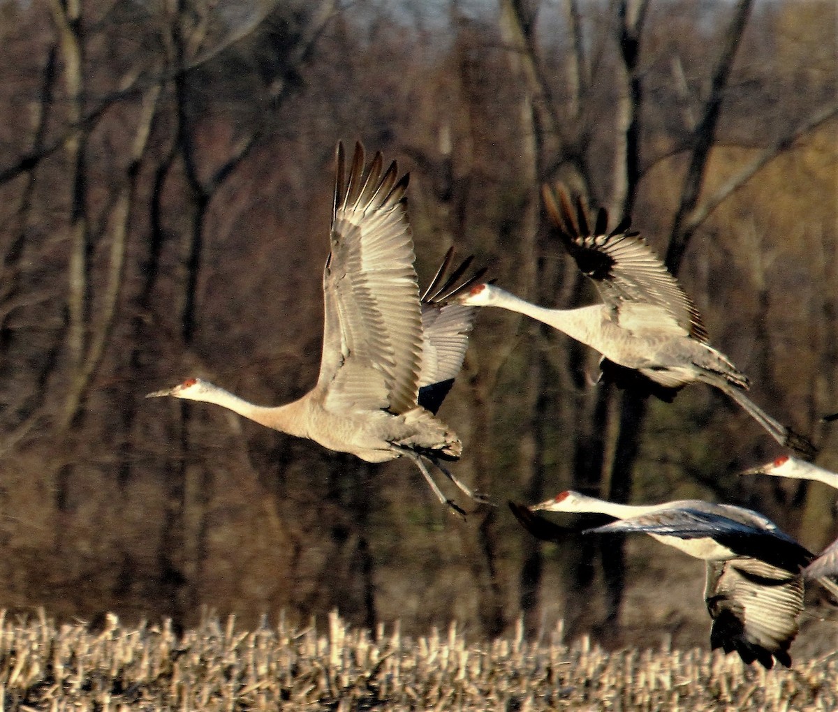 Sandhill Crane - ML53849331