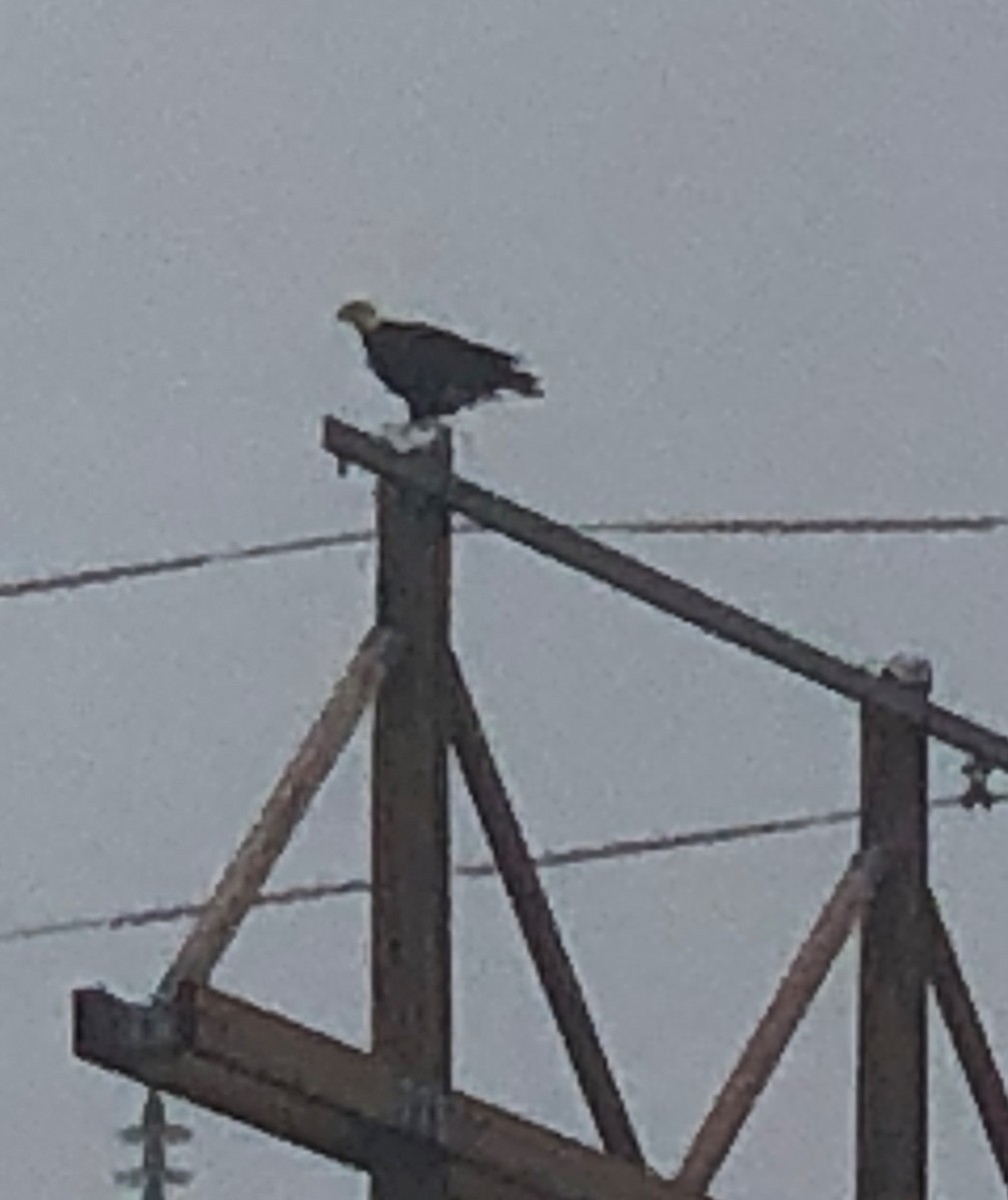 Bald Eagle - ML538493651