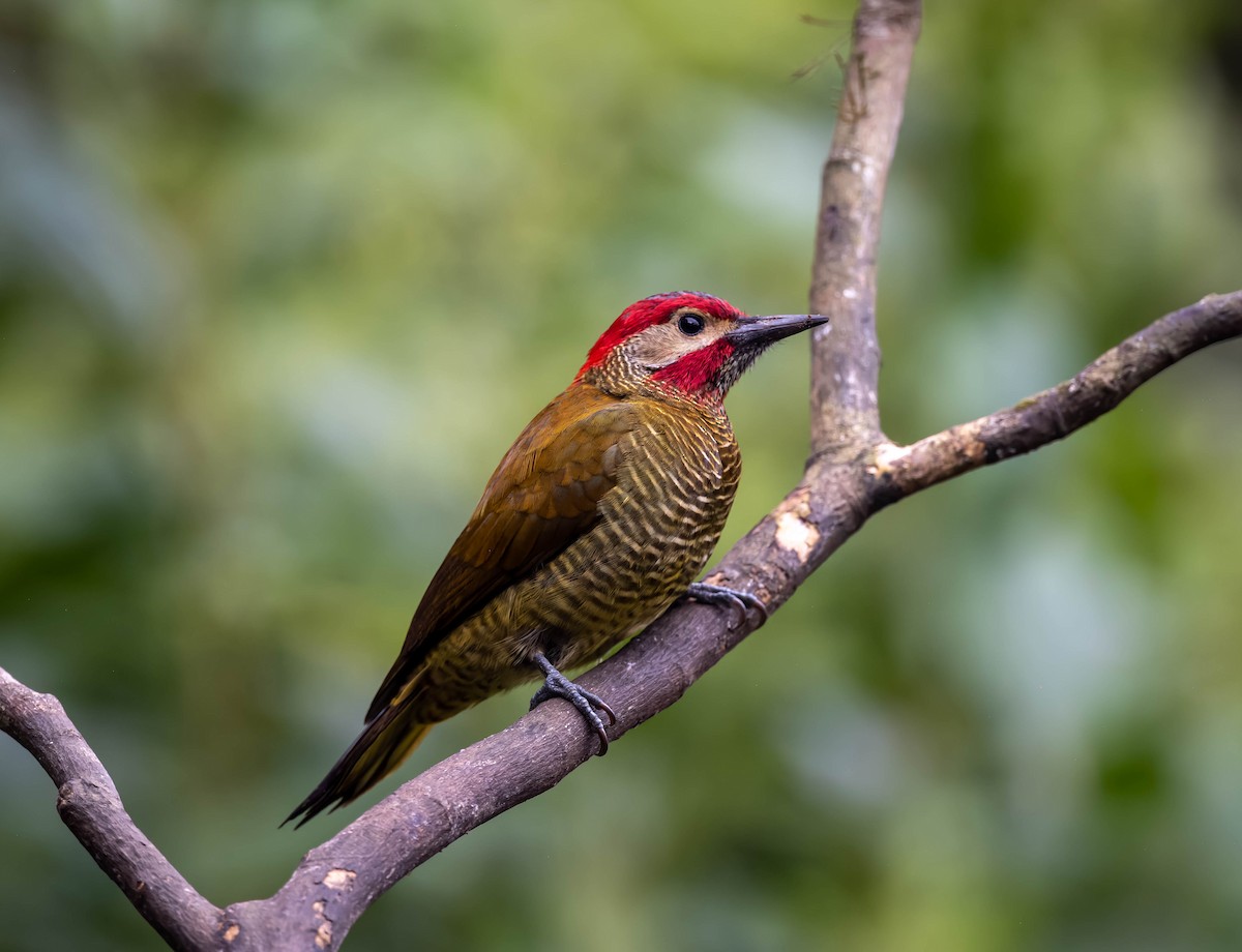 Golden-olive Woodpecker - ML538493781