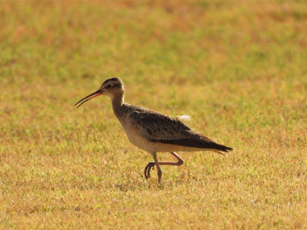 Little Curlew - ML538493811