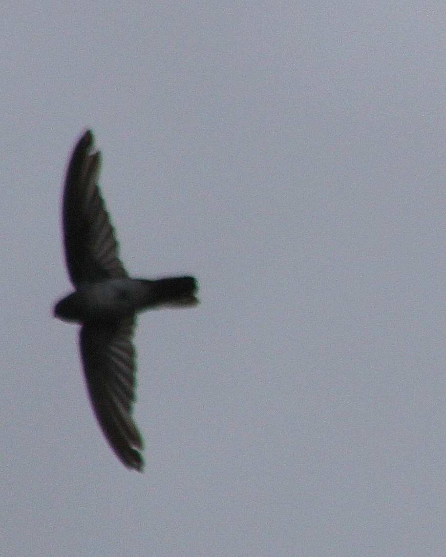 Christmas Island Swiftlet - ML538494421