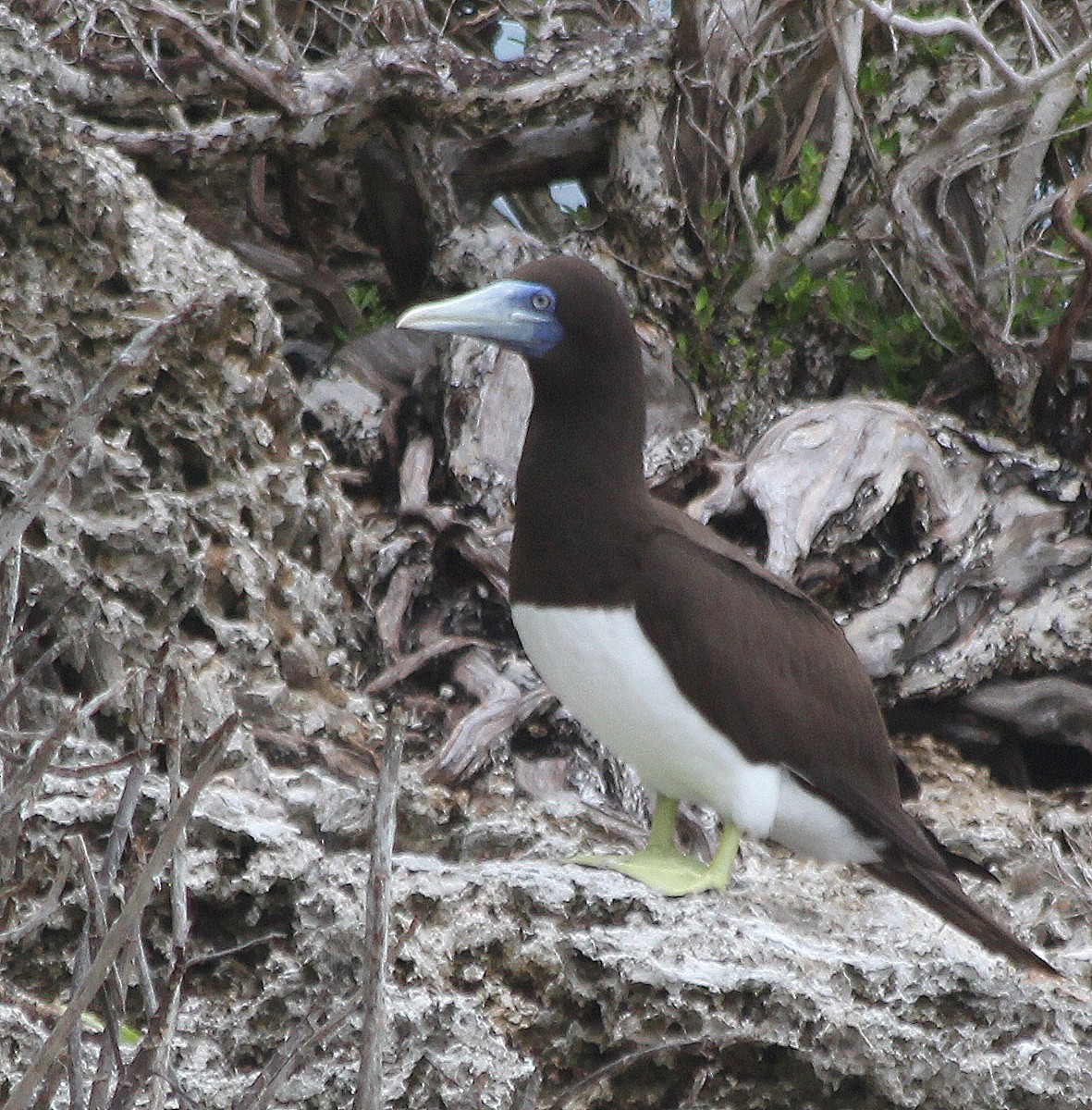 Brown Booby - ML538494891