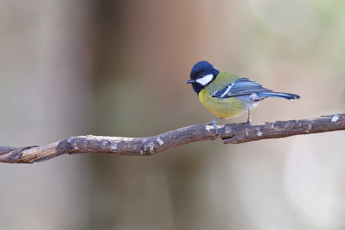 Green-backed Tit - ML538496771