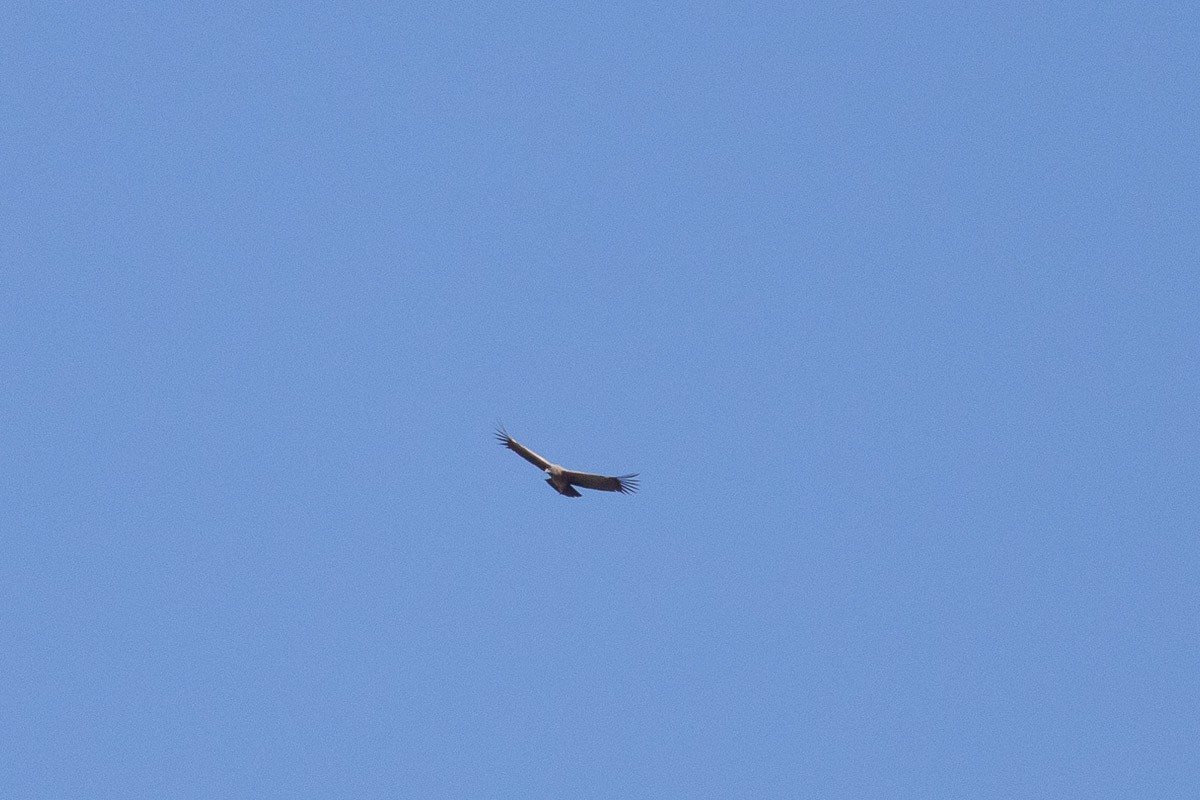 Condor des Andes - ML538498851