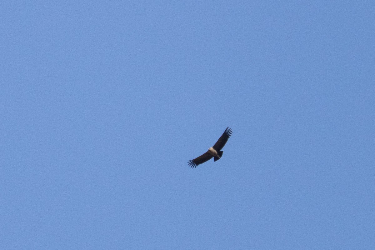 Condor des Andes - ML538498861