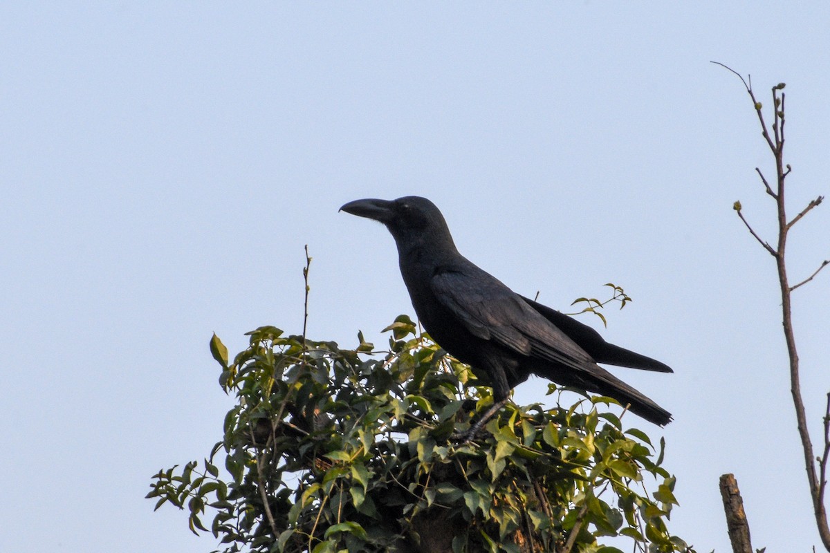 Large-billed Crow - Vivek Kumar Patel