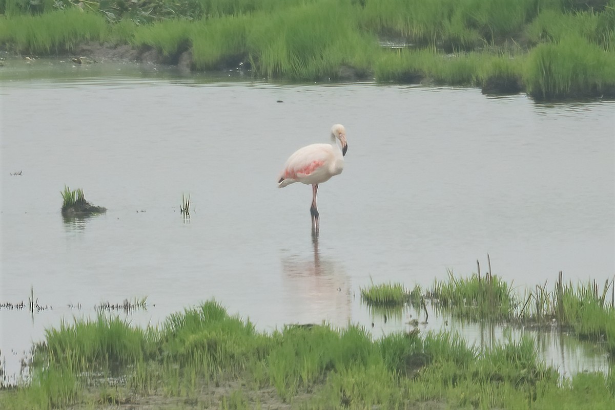 Greater Flamingo - Sun Jiao 🦝