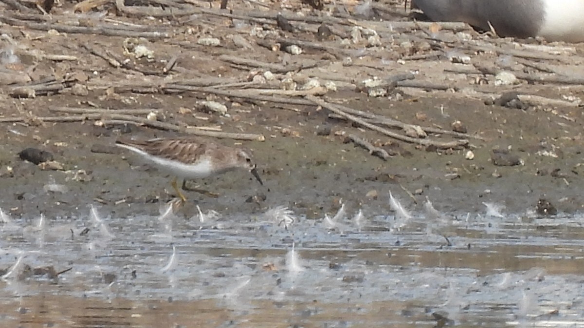 Least Sandpiper - ML538500811