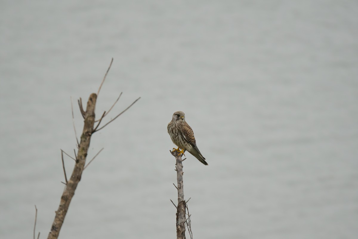 Eurasian Kestrel - ML538500831