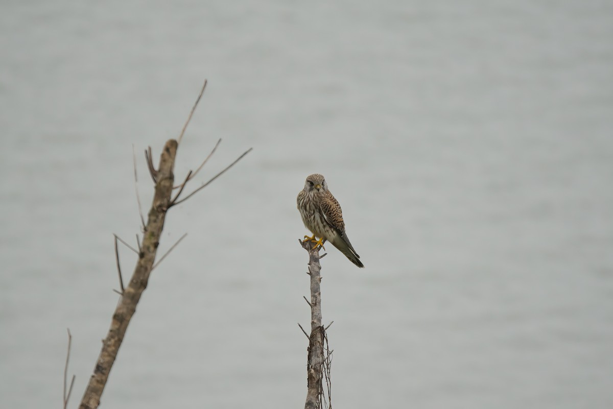 Eurasian Kestrel - ML538500841