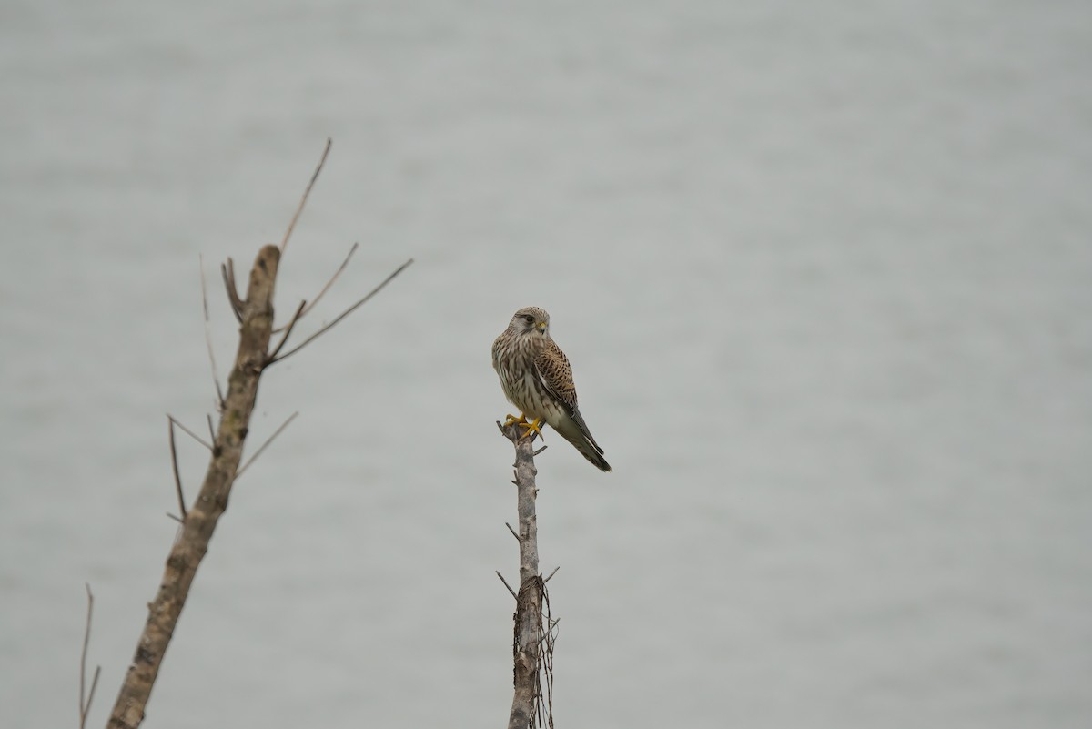 Eurasian Kestrel - ML538500851