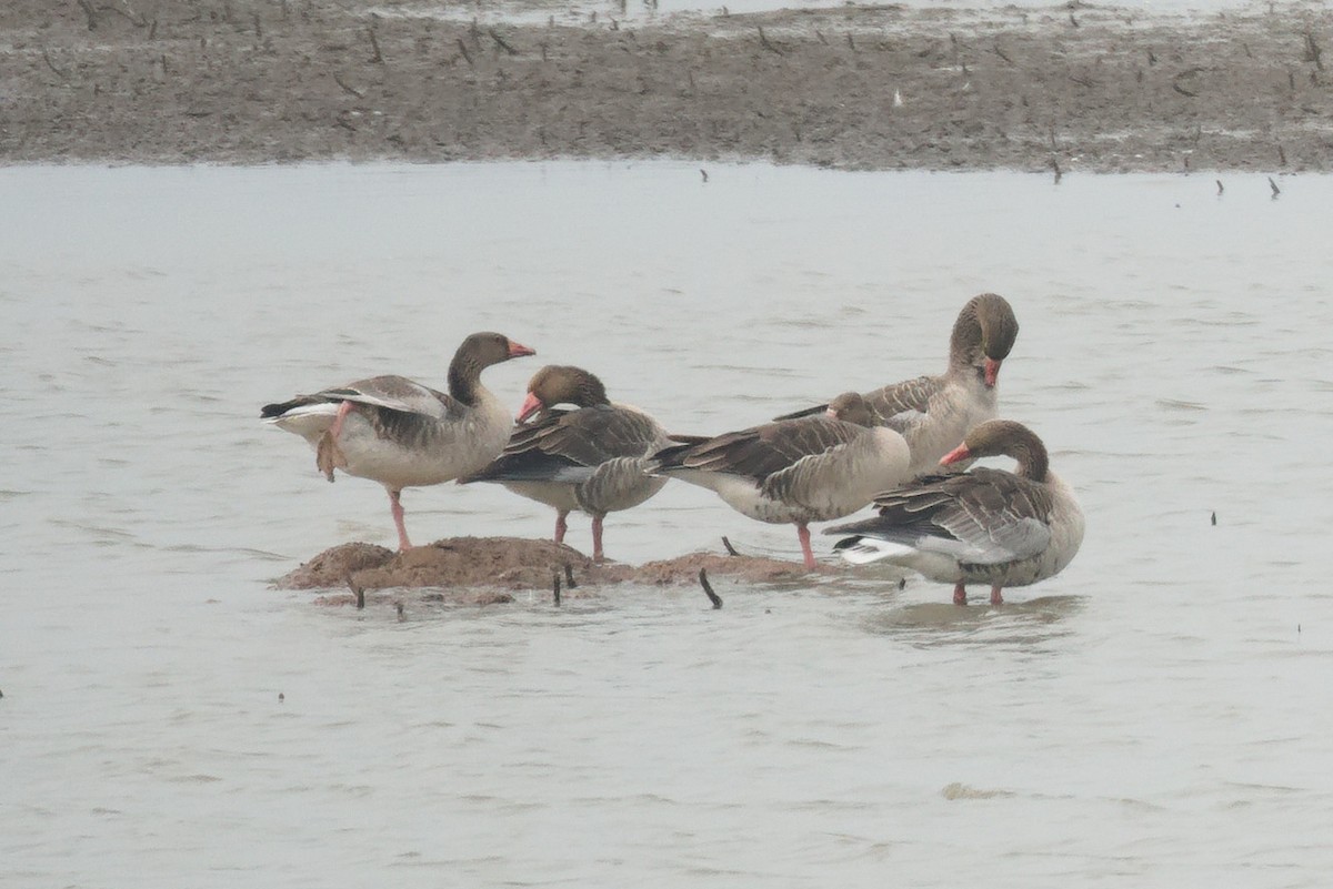 Graylag Goose - ML538500871