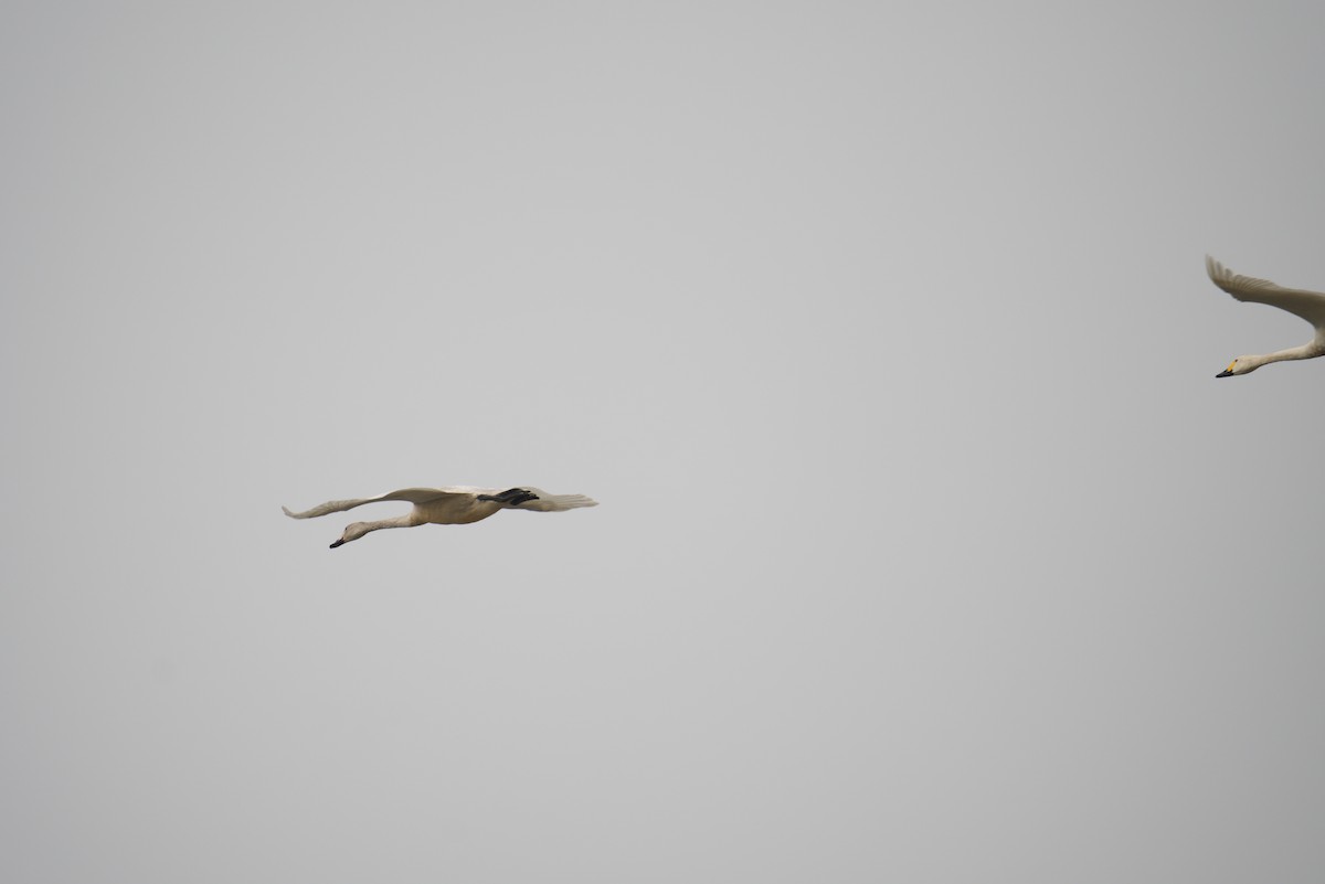 Tundra Swan - ML538500921