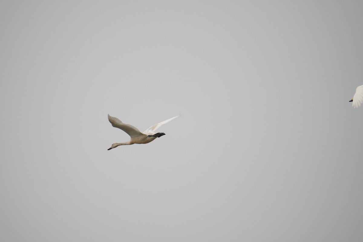 Tundra Swan - ML538500931