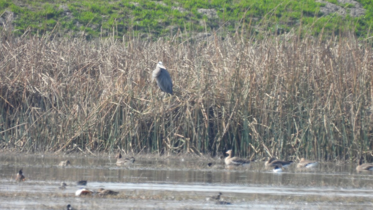 Great Blue Heron - ML538501151