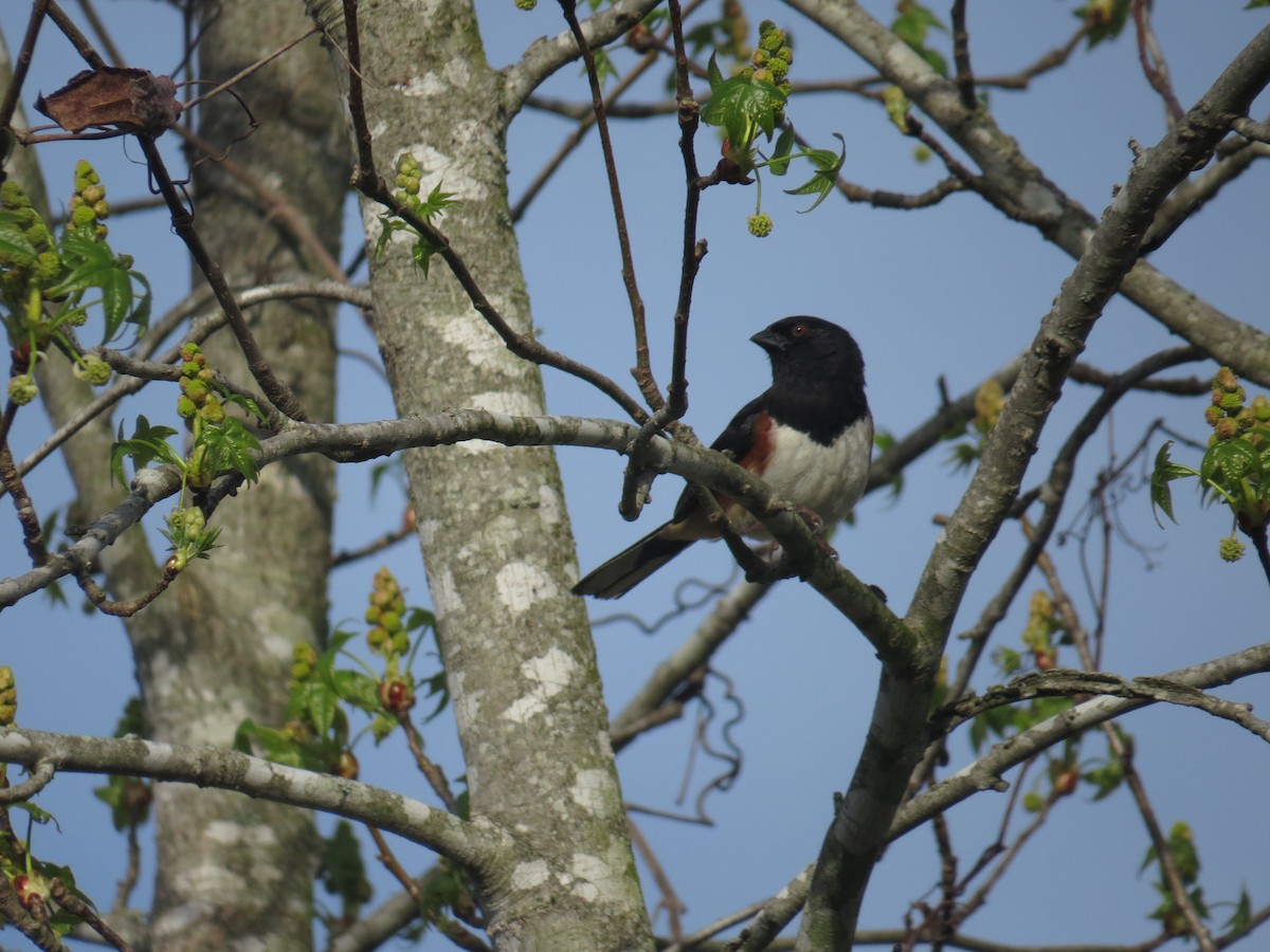 Eastern Towhee (Red-eyed) - ML53850181