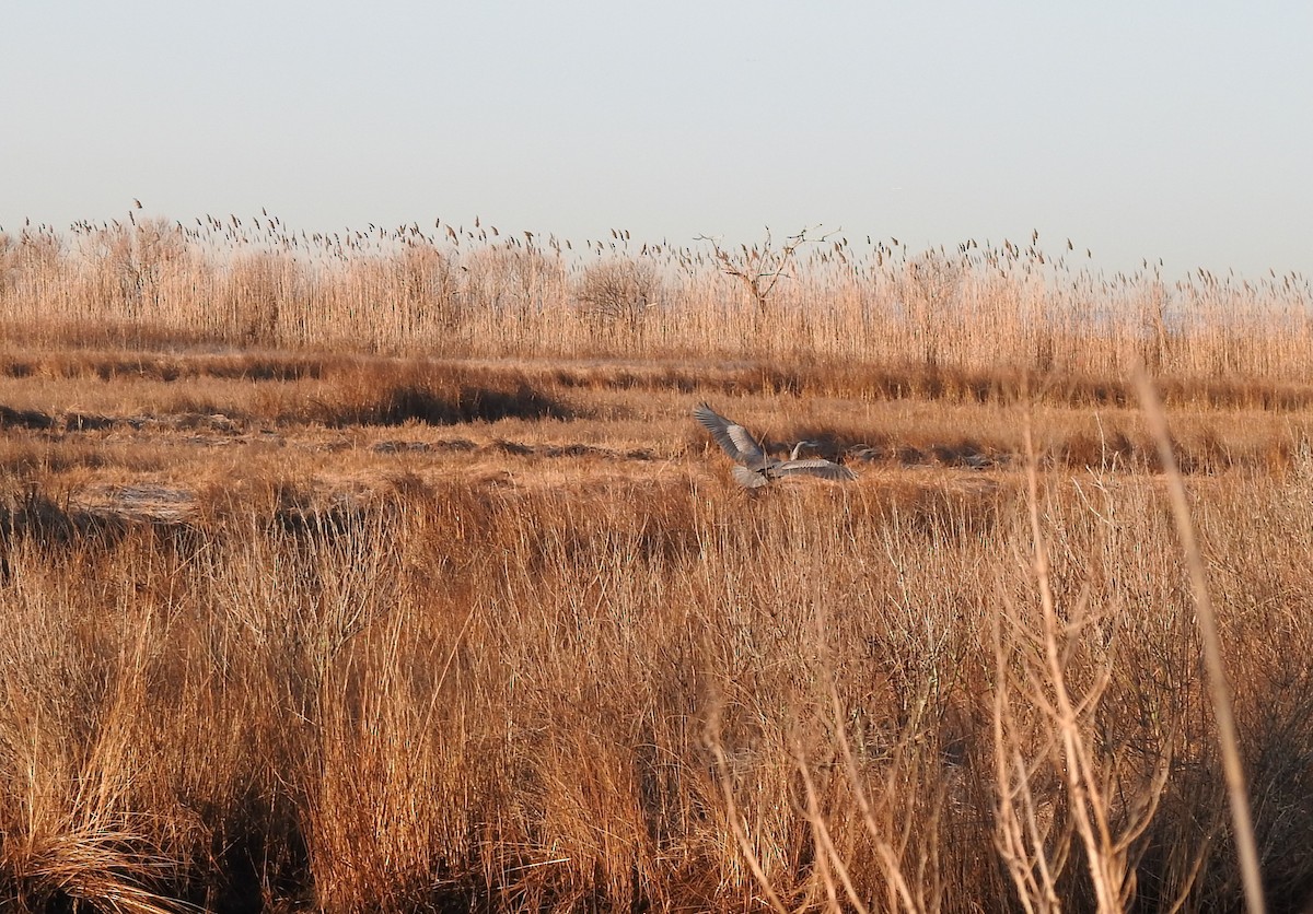 Great Blue Heron - ML538501901