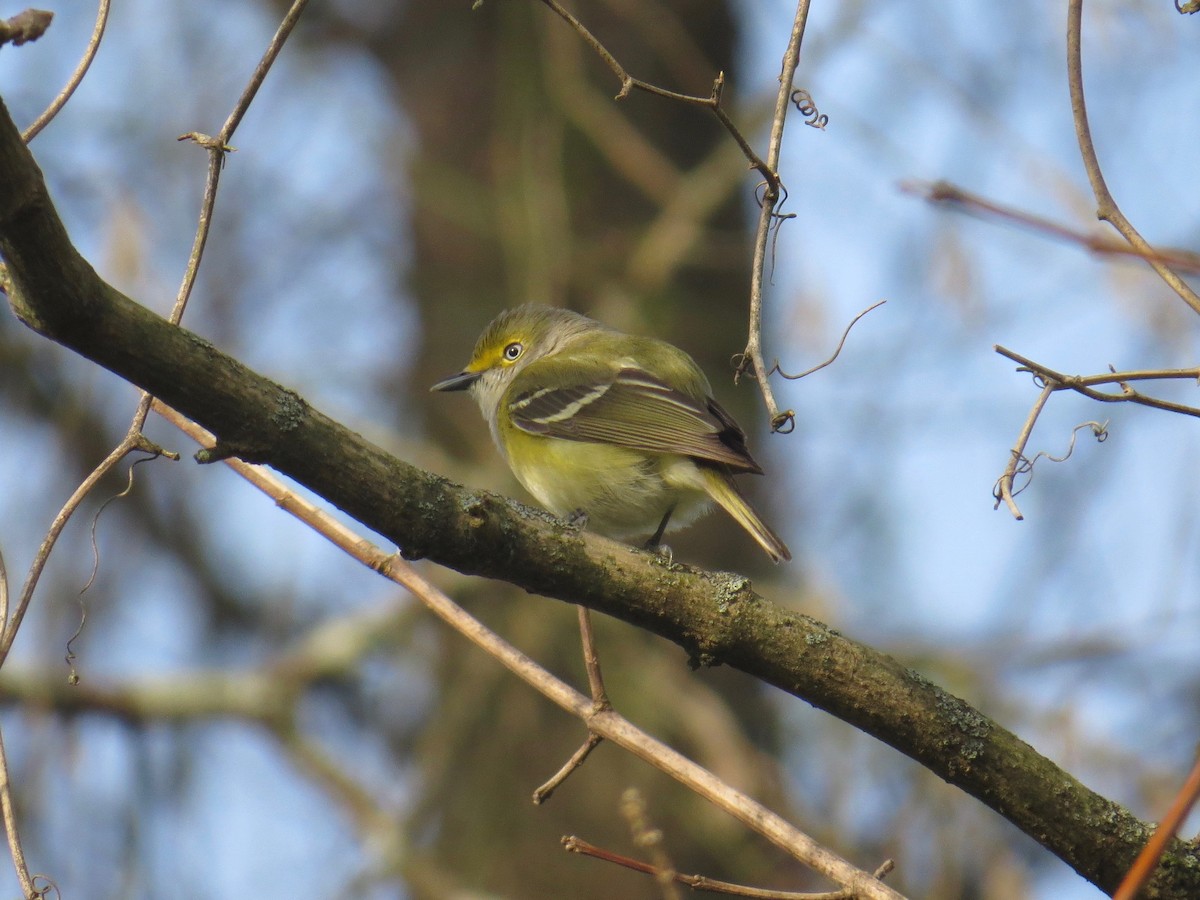 White-eyed Vireo - ML53850221