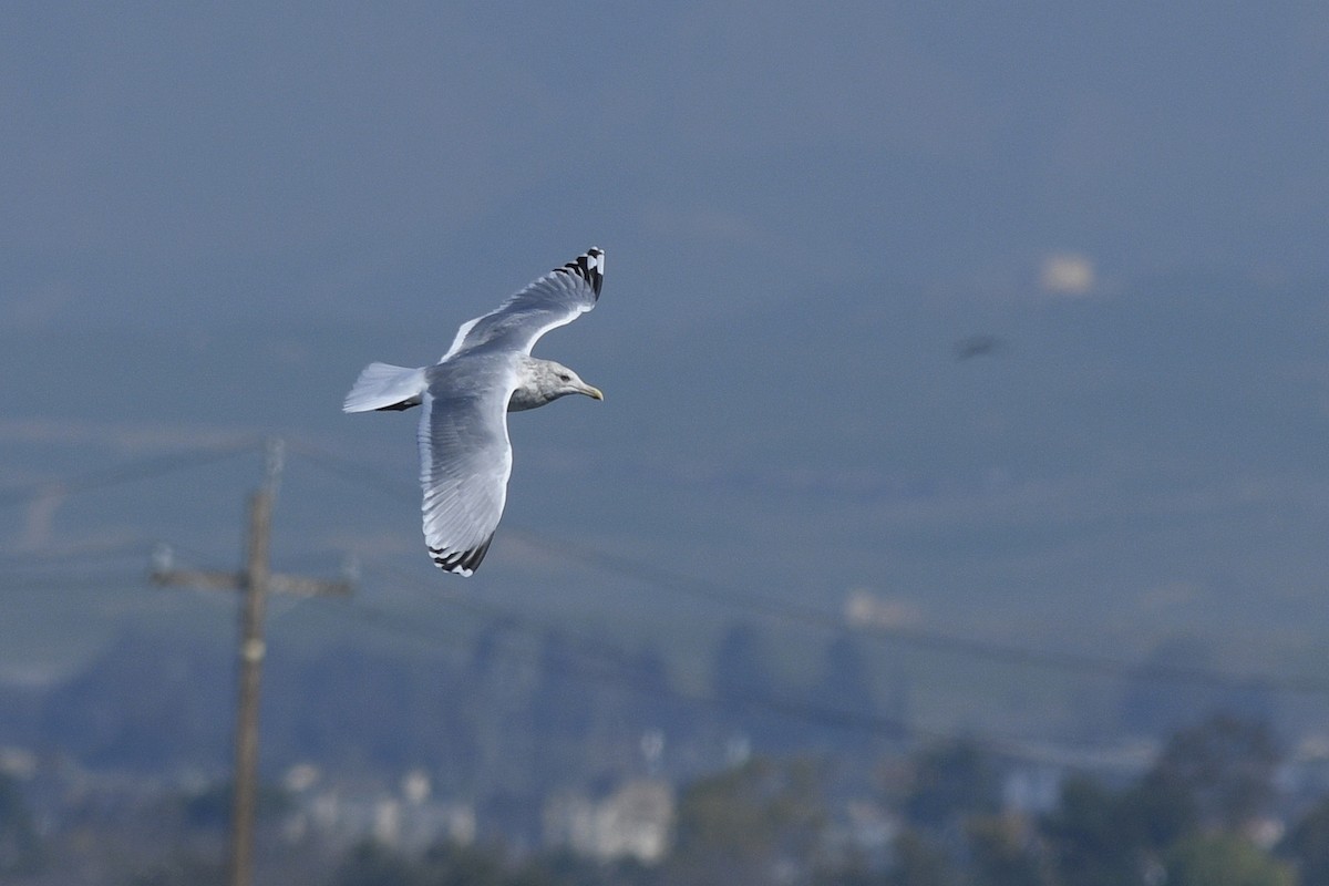 Iceland Gull (Thayer's) - ML538503501