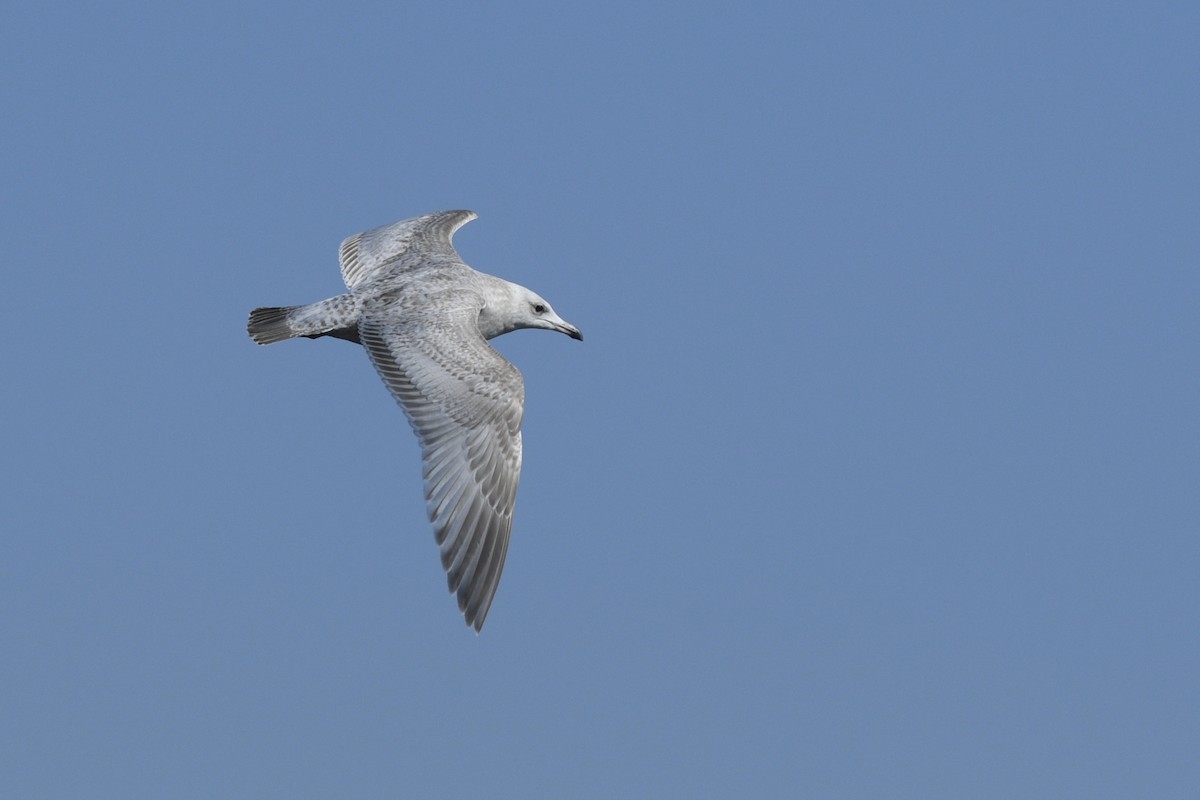 Iceland Gull (Thayer's) - ML538503511