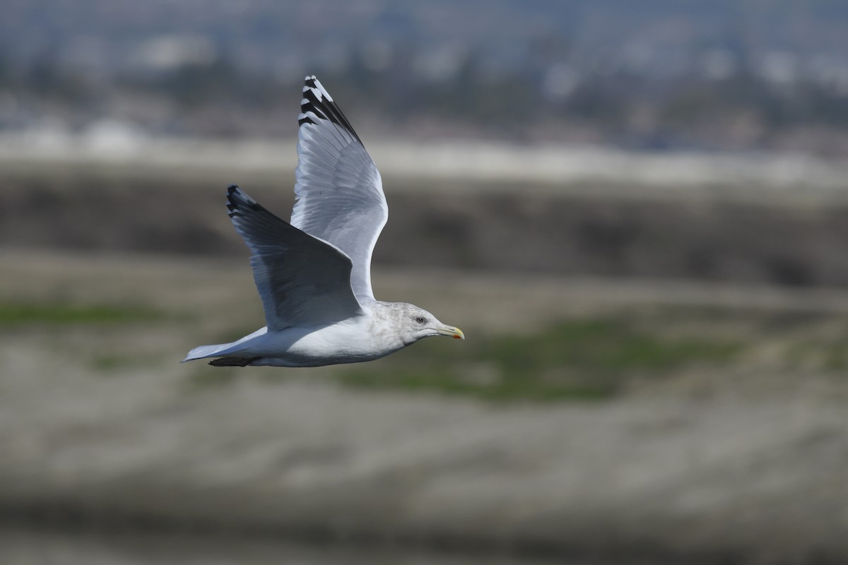 Iceland Gull (Thayer's) - ML538503541
