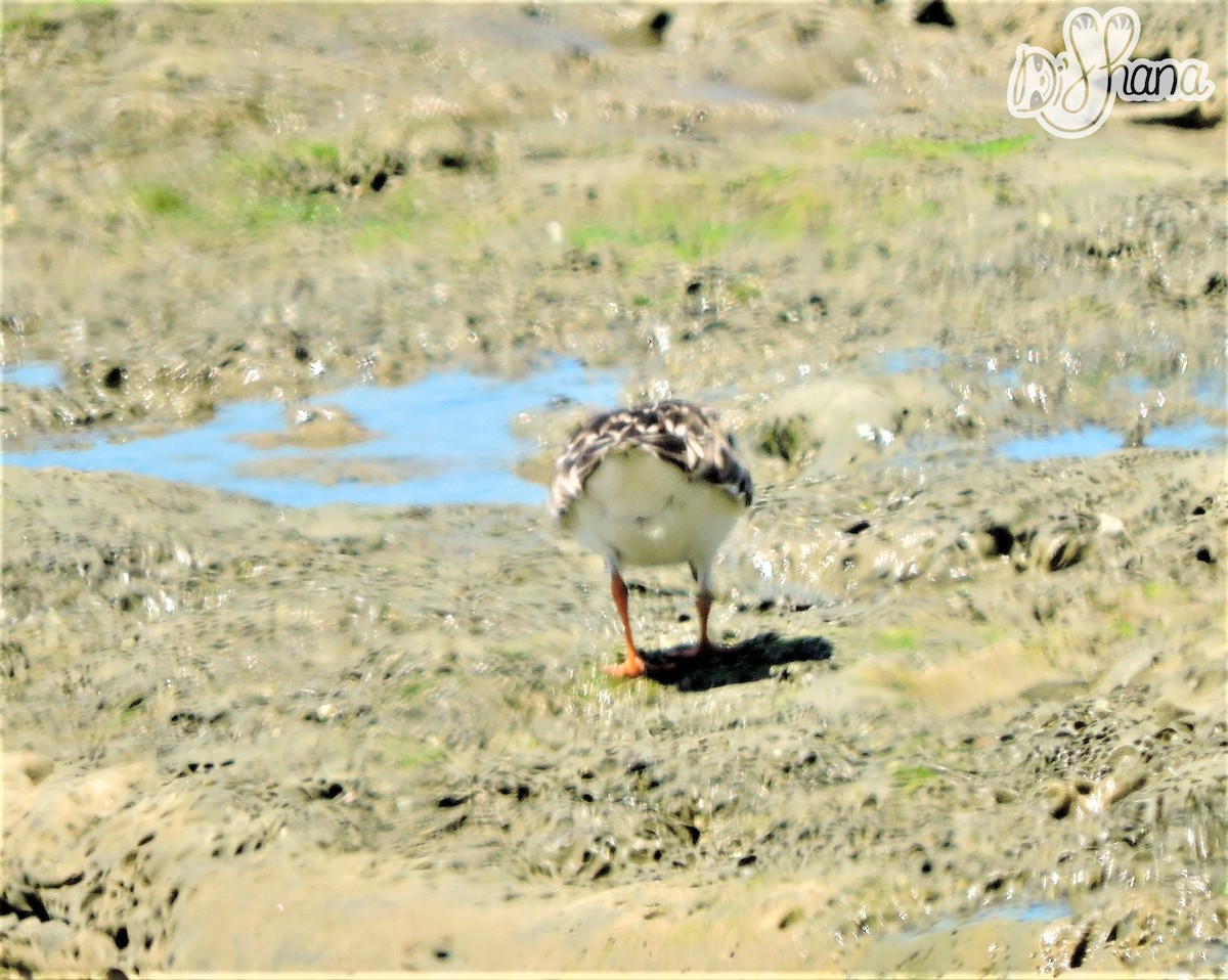 Ruddy Turnstone - ML53850511