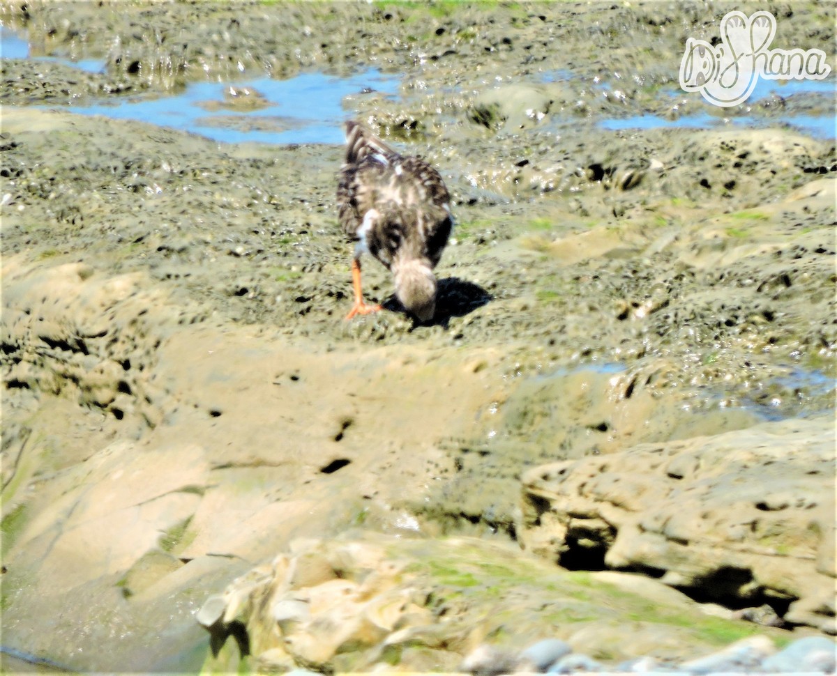 Ruddy Turnstone - ML53850661