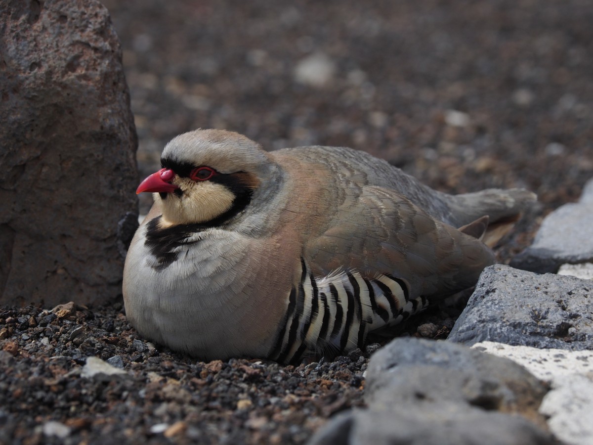 Chukar - Hans-Peter Bieri