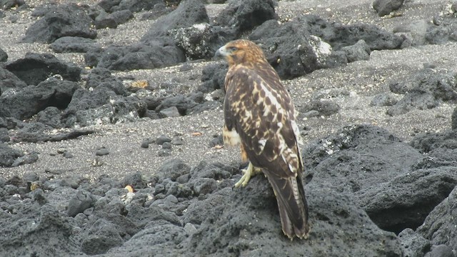 ガラパゴスノスリ - ML538507581