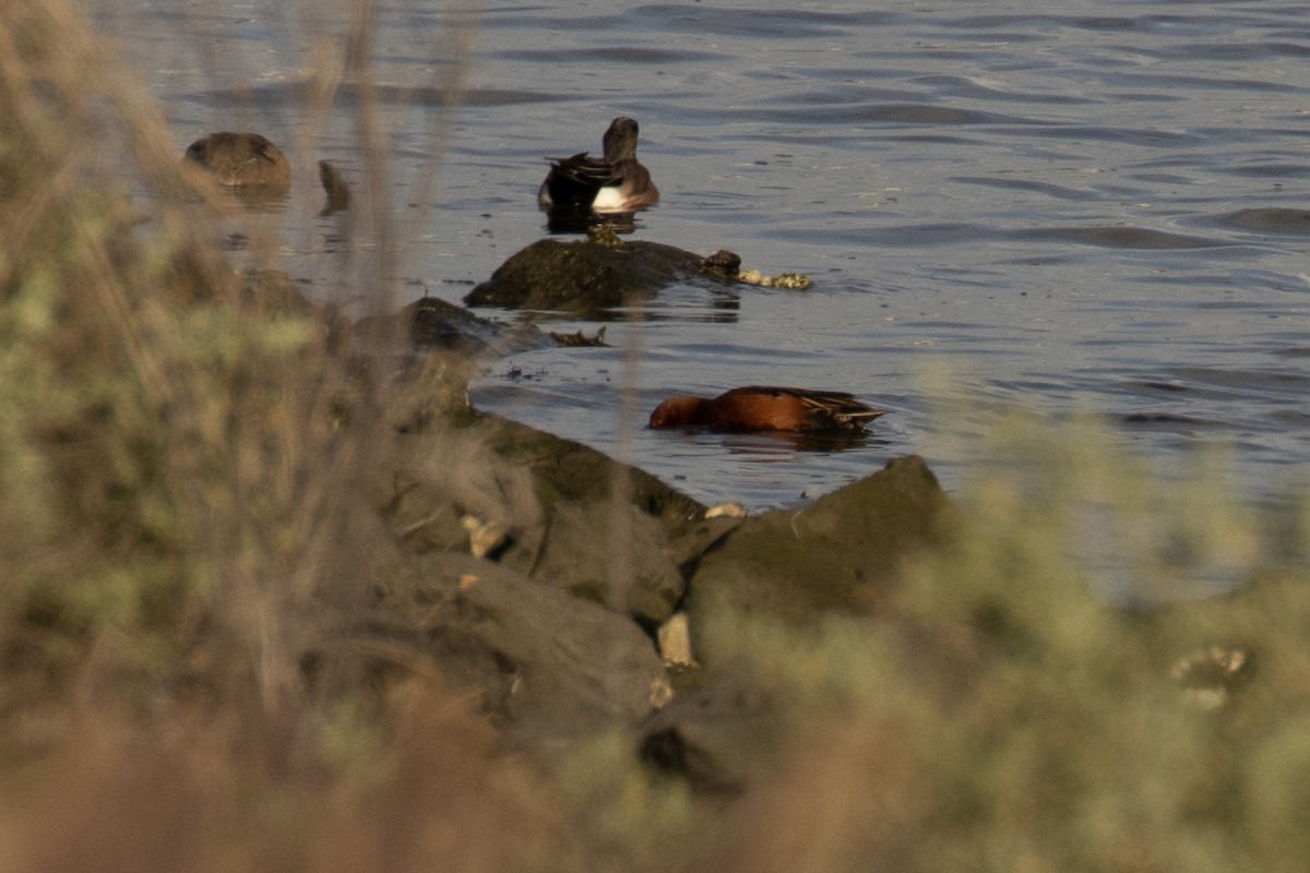 Cinnamon Teal - Christine Mason