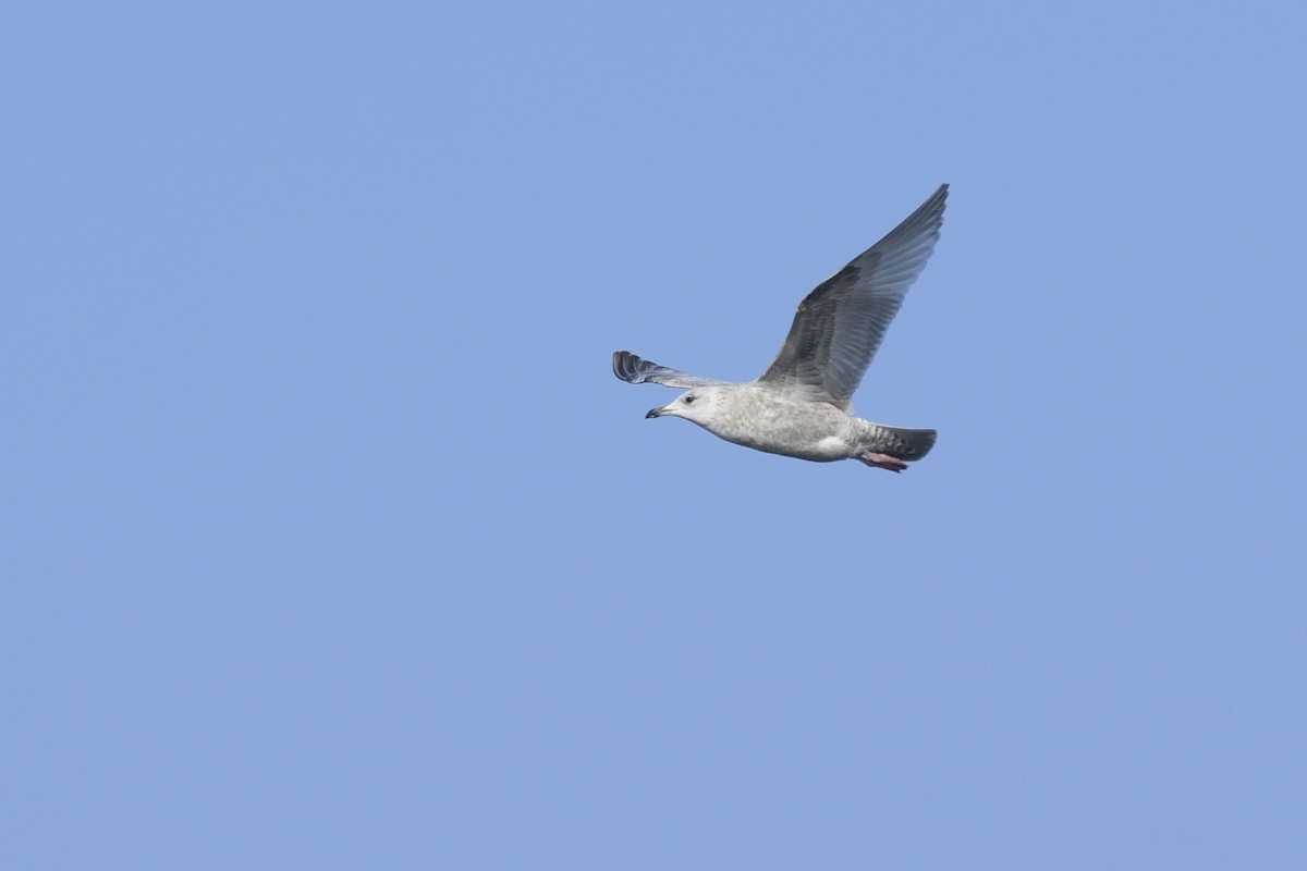 Iceland Gull (Thayer's) - ML538508821