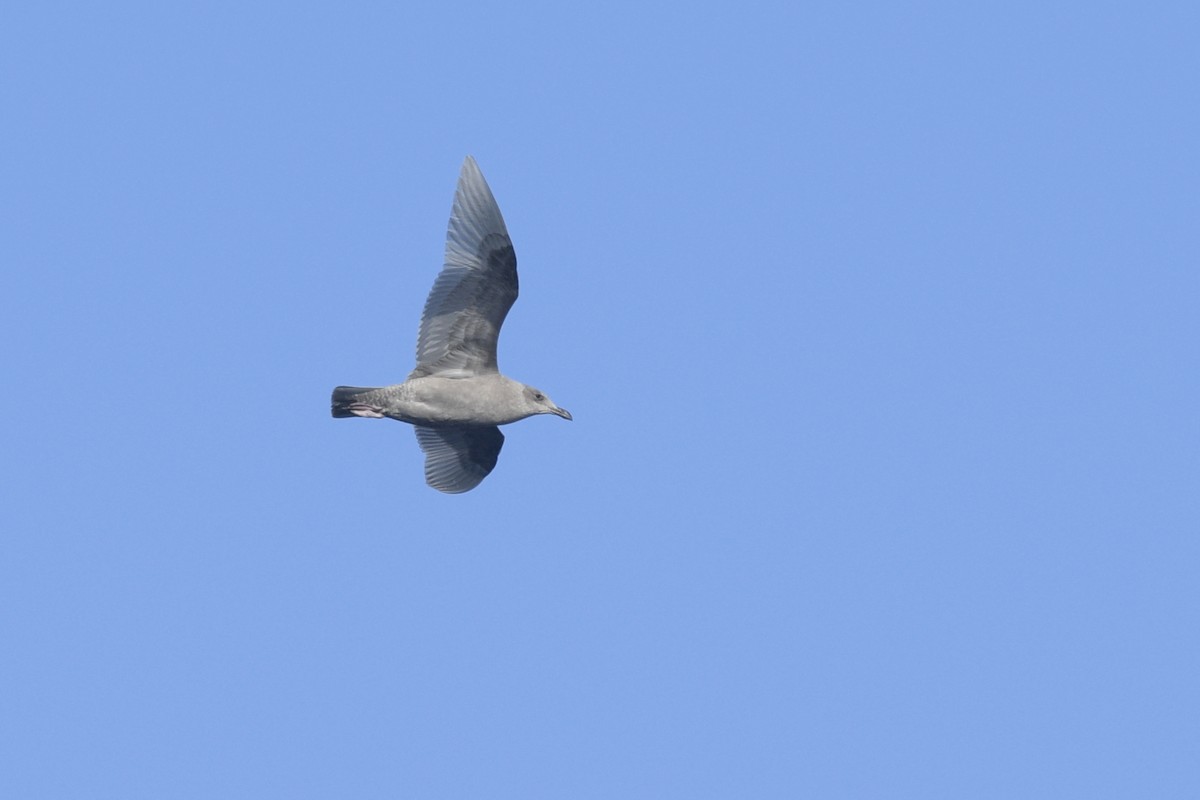 Iceland Gull (Thayer's) - ML538508831
